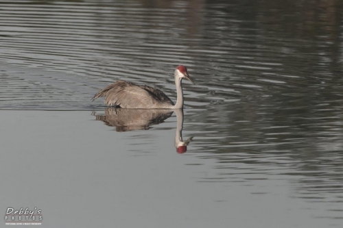 FL3229 Sandhill Crane crossing pond