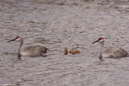 FL3230 Sandhill Crane Family Crossing Pond