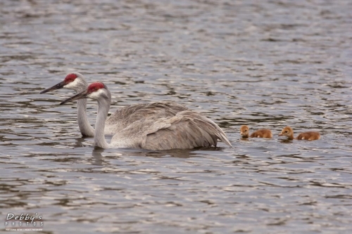 FL3231 Sandhill Crane Family Crossing Pond