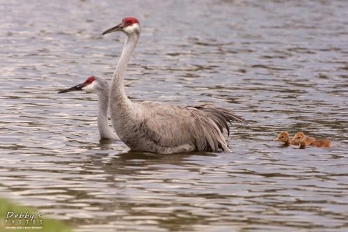 FL3232 Sandhill Crane Family Crossing Pond