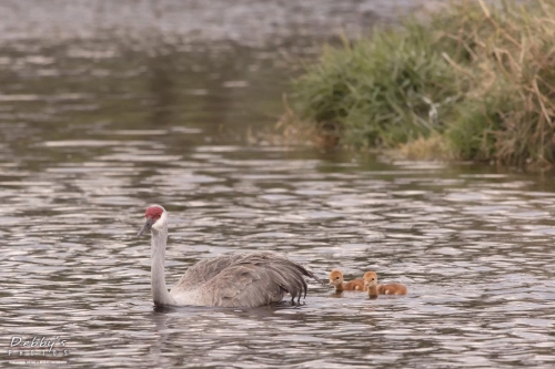 FL3233 Sandhill Crane Family Crossing Pond