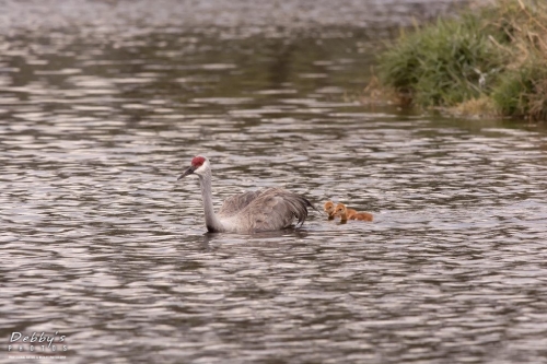 FL3234 Sandhill Crane Family Crossing Pond