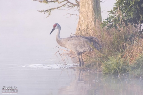 FL3237 Sandhill Crane at the edge of the island in fog