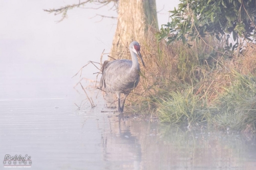 FL3238 Sandhill Crane at the edge of the island in fog