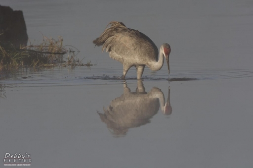 FL3239 Sandhill Crane and Sunrise Reflection