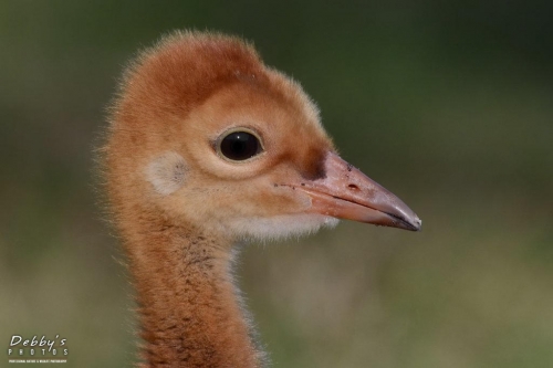FL3241 Sandhill Crane Chick Closeup
