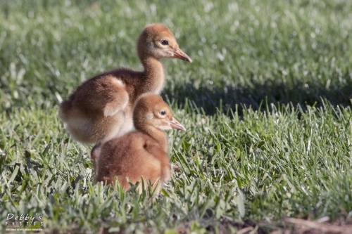 FL3243 Sandhill Crane Colts