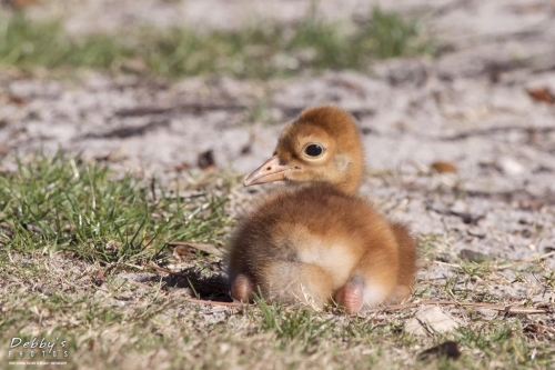 FL3244 Sandhill Crane Colt