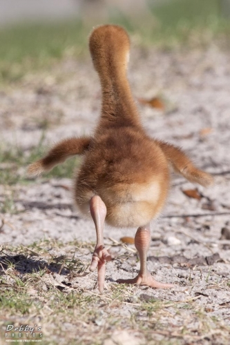 FL3245 Sandhill Crane Colt running