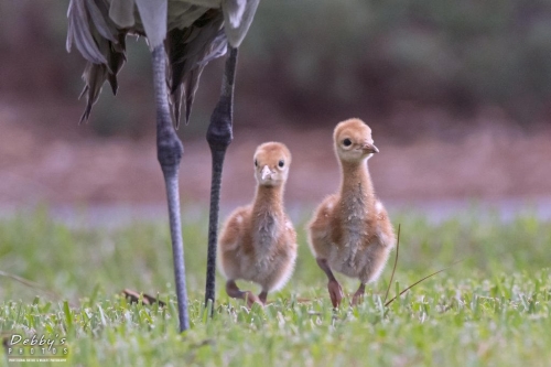 FL3246 Sandhill Crane Family