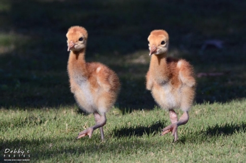 FL3247 Sandhill Crane Colts