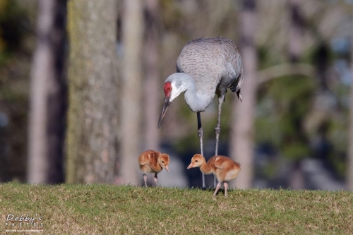 FL3248 Sandhill Crane Family