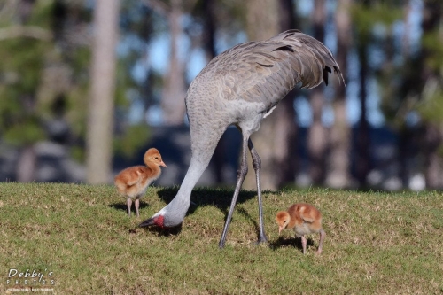 FL3249 Sandhill Crane Family