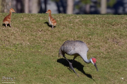 FL3250 Sandhill Crane sensing predator