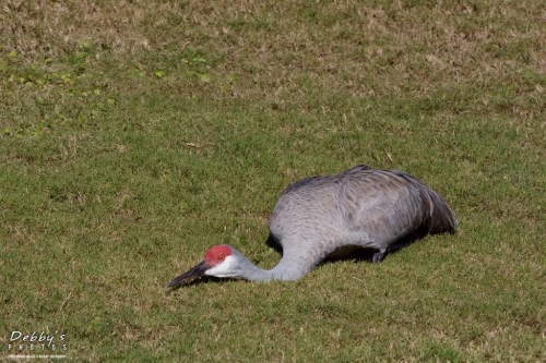 FL3252 Sandhill Crane sensing predator, in defensive posture