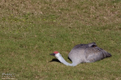 FL3253  Sandhill Crane sensing predator, in defensive posture