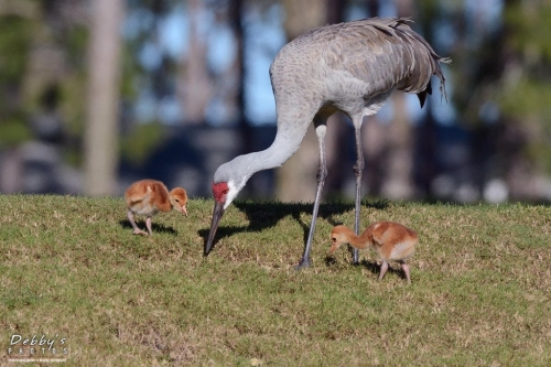 FL3254 Sandhill Crane Family