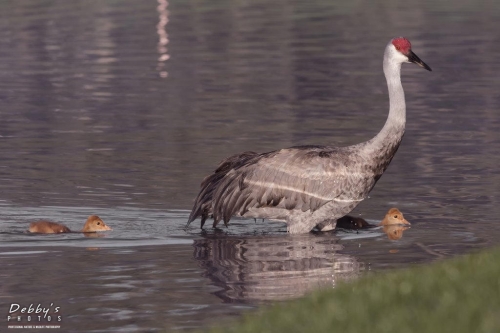 FL3255 Sandhill Crane Family crossing pond early morning