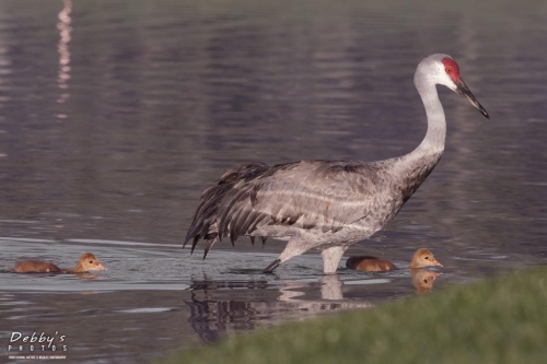 FL3256 Sandhill Crane Family crossing pond early morning