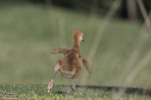 FL3259 Sandhill Crane Colt