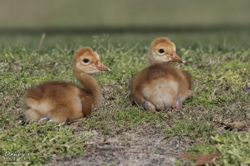 FL3260 Sandhill Crane Colts