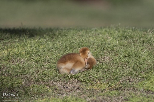 FL3261 Sandhill Crane Colt