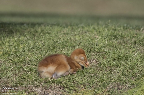 FL3262 Sandhill Crane Colt  sleeping