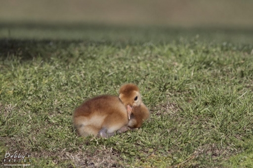 FL3266 Sandhill Crane Colt