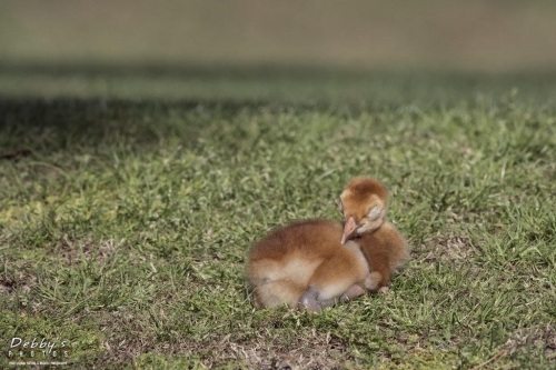 FL3267 Sandhill Crane Colt  Sleeping