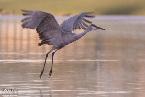 FL3269 Sandhill Crane in flight at daybreak