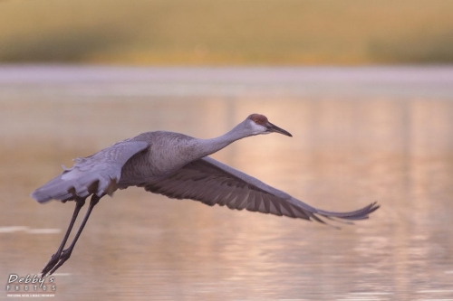 FL3270 Sandhill Crane in flight at daybreak