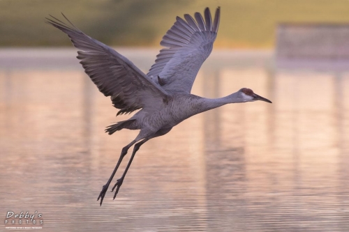 FL3271 Sandhill Crane in flight at daybreak