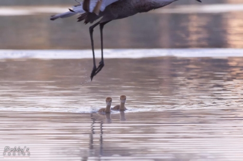 FL3273 Sandhill Crane Colts crossing the pond with adult flying overhead for protection