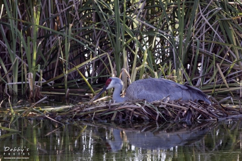 FL3276 Sandhill Crane on nest