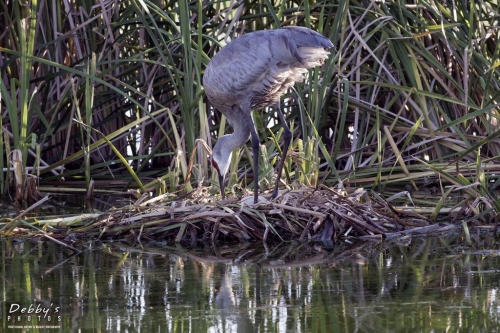 FL3277 Sandhill Crane rolling eggs on nest