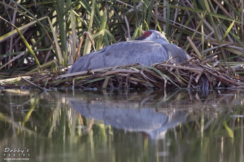 FL3279 Sandhill Crane on nest