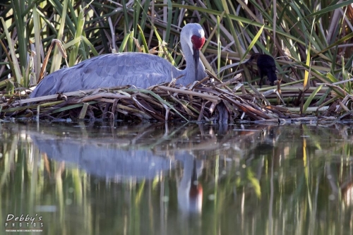 FL3280 Sandhill Crane on nest