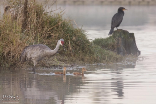 FL3281 Sandhill Crane Family at daybreak leaving their island nest