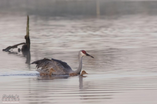 FL3282 Sandhill Crane Family crossing the pond