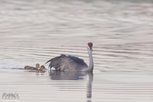 FL3283 Sandhill Crane Family crossing the pond early morning