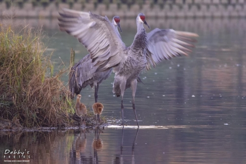 FL3292 Sandhill Crane Family early morning (1)