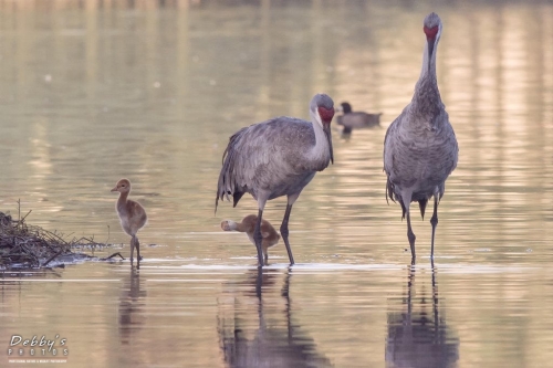 FL3292 Sandhill Crane Family early morning (2)