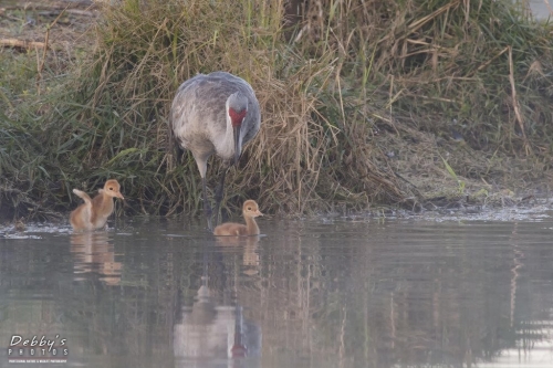 FL3295 Sandhill Crane Family early morning