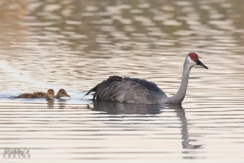 FL3302 Sandhill Crane Family crossing pond early morning