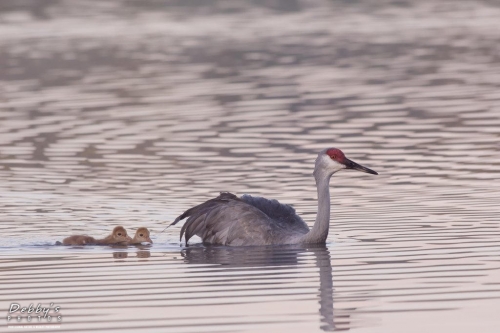 FL3303  Sandhill Crane Family crossing pond early morning