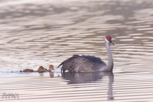 FL3306  Sandhill Crane Family crossing pond early morning