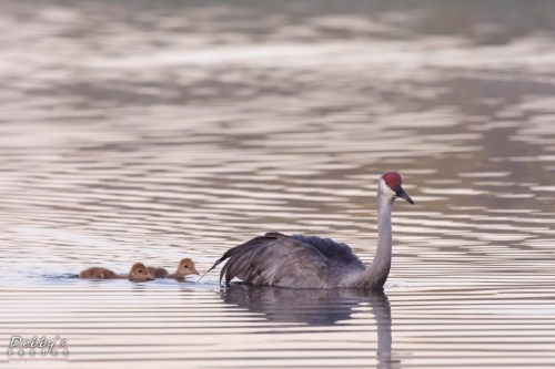 FL3308  Sandhill Crane Family crossing pond early morning