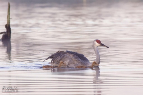 FL3311  Sandhill Crane Family crossing pond early morning