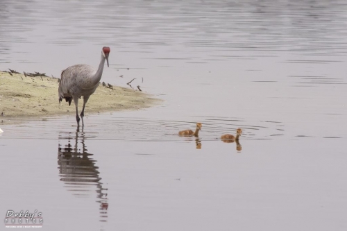 FL3312 Sandhill Crane Family leaving their island nest