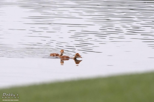 FL3317 Sandhill Crane Colts swimming ashore by themselves